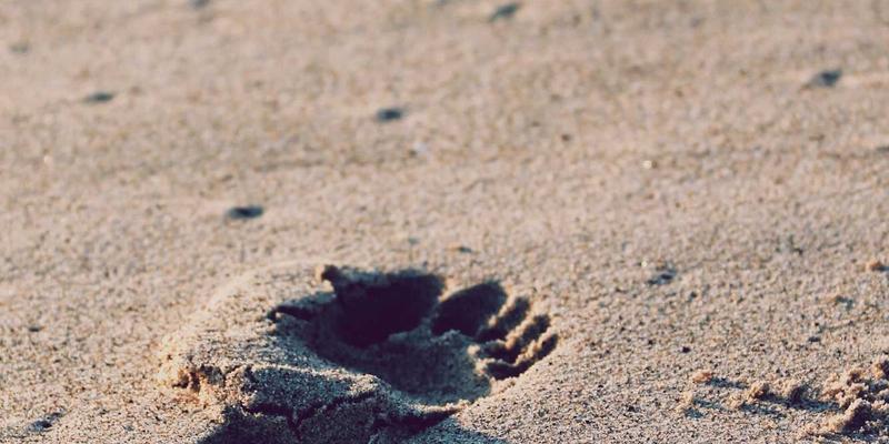 生鲜配送：连接健康食品与便捷生活的现代桥梁