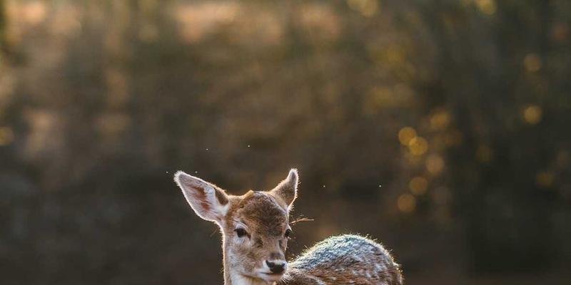 社区团购生鲜配送新策略：优化供应链应对集中订单高峰，保障食品配送品质